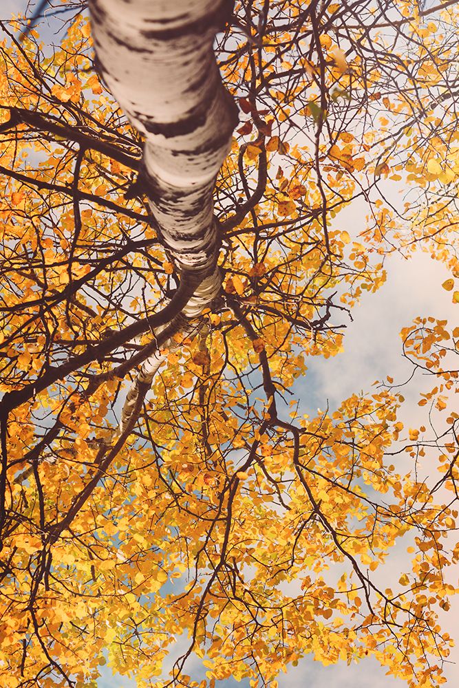 Fall Coloured Leaves art print by Olivia Joy for $57.95 CAD