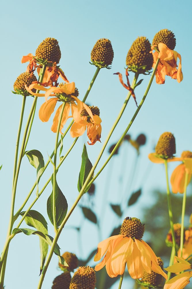 Reaching Sunlight art print by Olivia Joy for $57.95 CAD