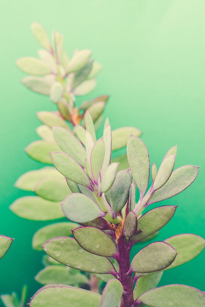 Green Blossom art print by Olivia Joy for $57.95 CAD
