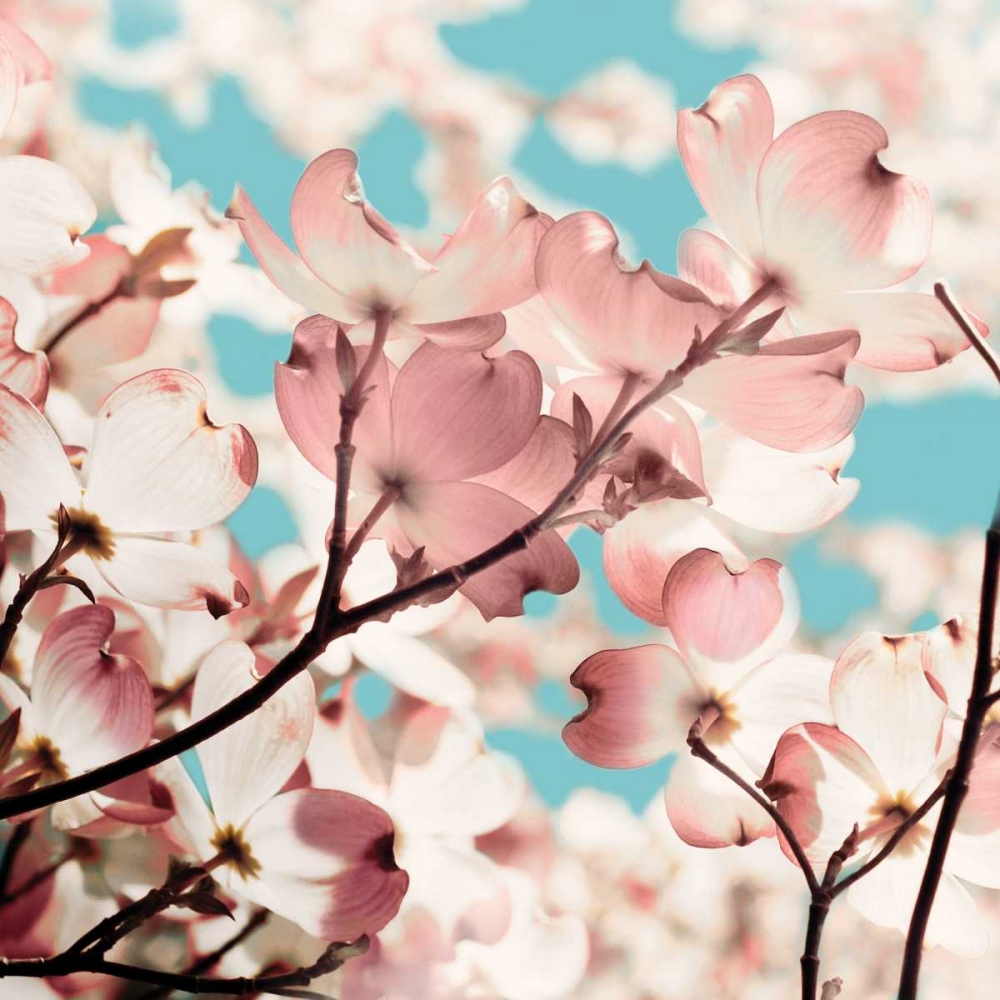 Adorn I art print by Olivia Joy for $57.95 CAD