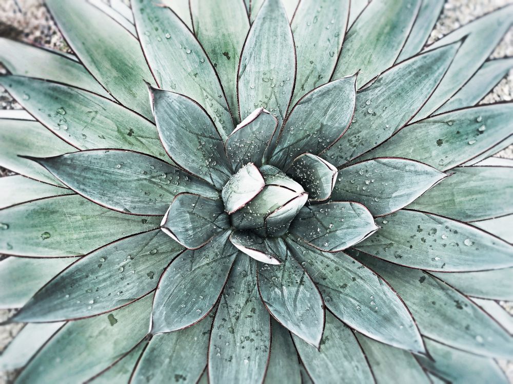 Stunning Agave I art print by Irena Orlov for $57.95 CAD