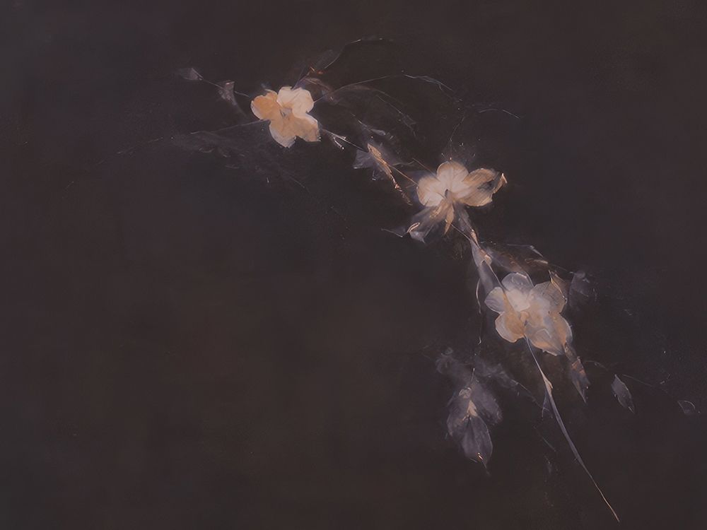 Fading Blossoms in Twilight Shadow III art print by Irena Orlov for $57.95 CAD