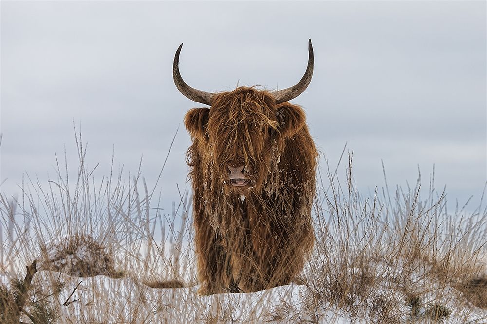 Highlander in Snow art print by Van Den for $57.95 CAD