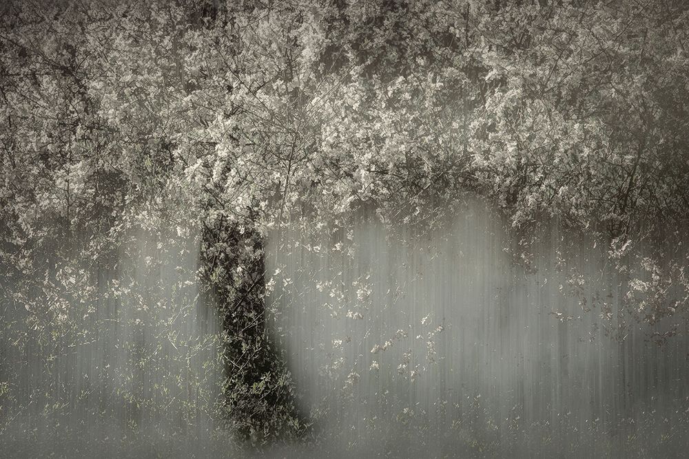 White Blossom art print by Talen for $57.95 CAD