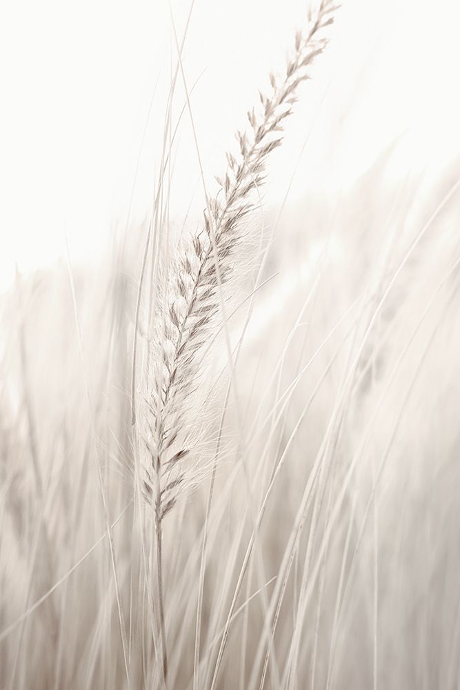 Grass art print by Studio III for $57.95 CAD