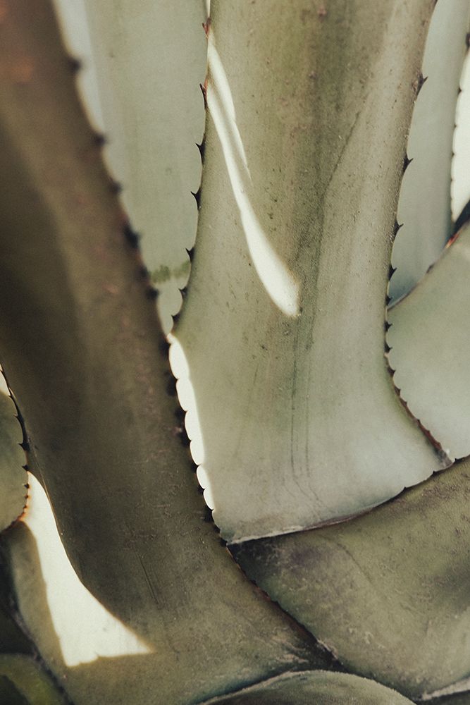 Studio III - Agave 002 art print by Studio III for $57.95 CAD
