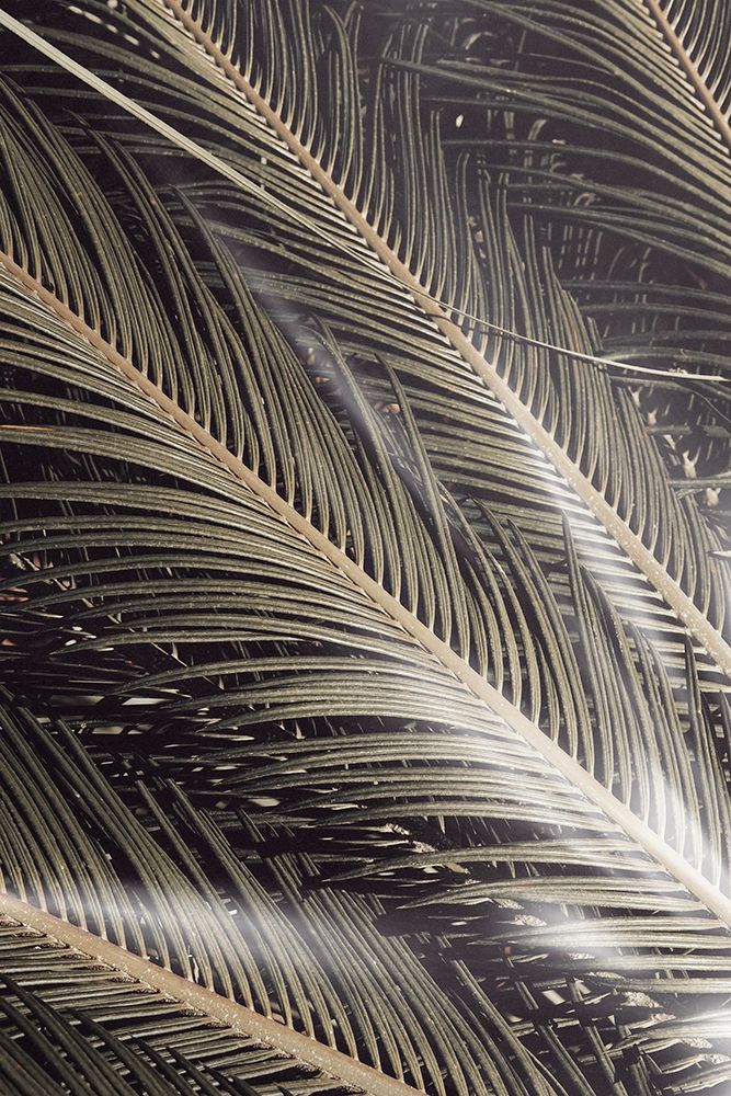 Studio III - Palmblad 002 art print by Studio III for $57.95 CAD