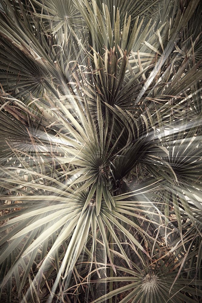 Studio III - Palmblad 006 art print by Studio III for $57.95 CAD