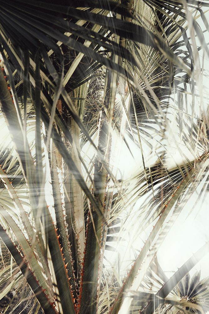 Studio III - Palmblad 003 art print by Studio III for $57.95 CAD