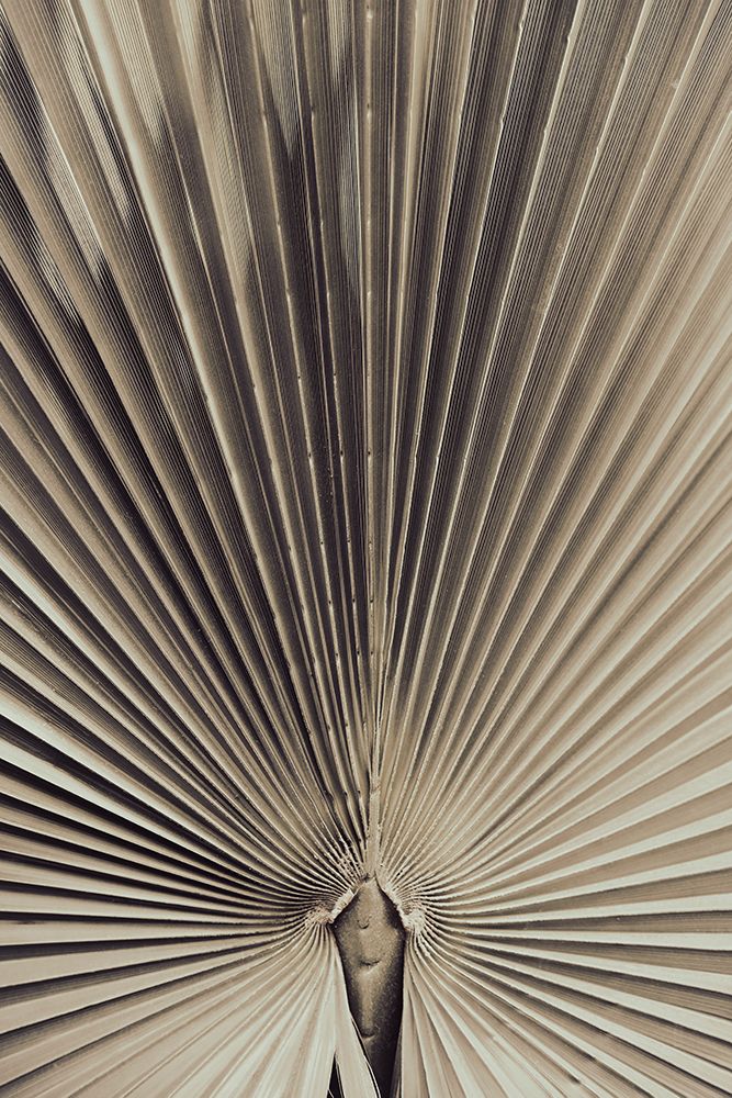 Studio III - Palmblad 001 art print by Studio III for $57.95 CAD