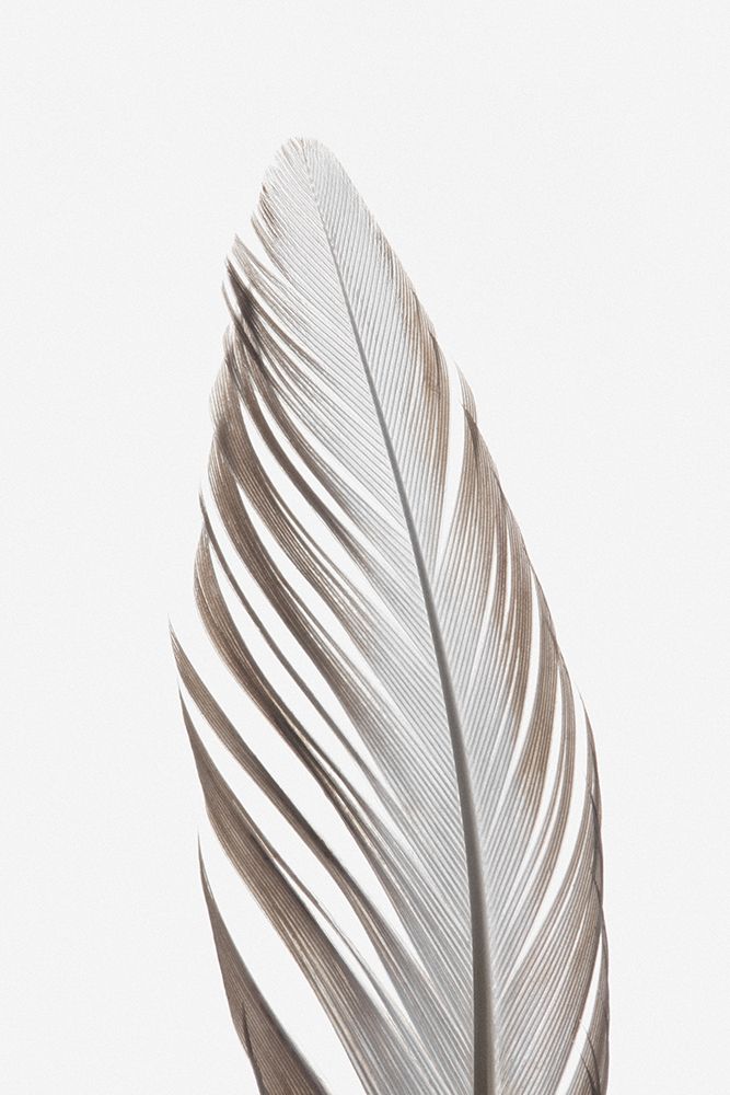 Studio III - Feather 003 art print by Studio III for $57.95 CAD