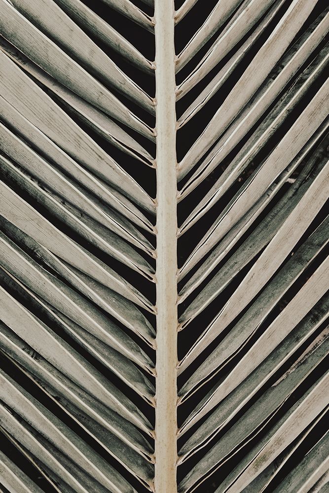 Studio III - Palmblad 005 art print by Studio III for $57.95 CAD