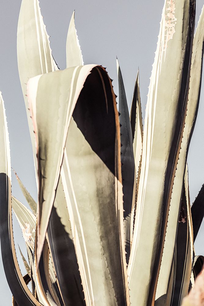 Studio III - Agave 001 art print by Studio III for $57.95 CAD