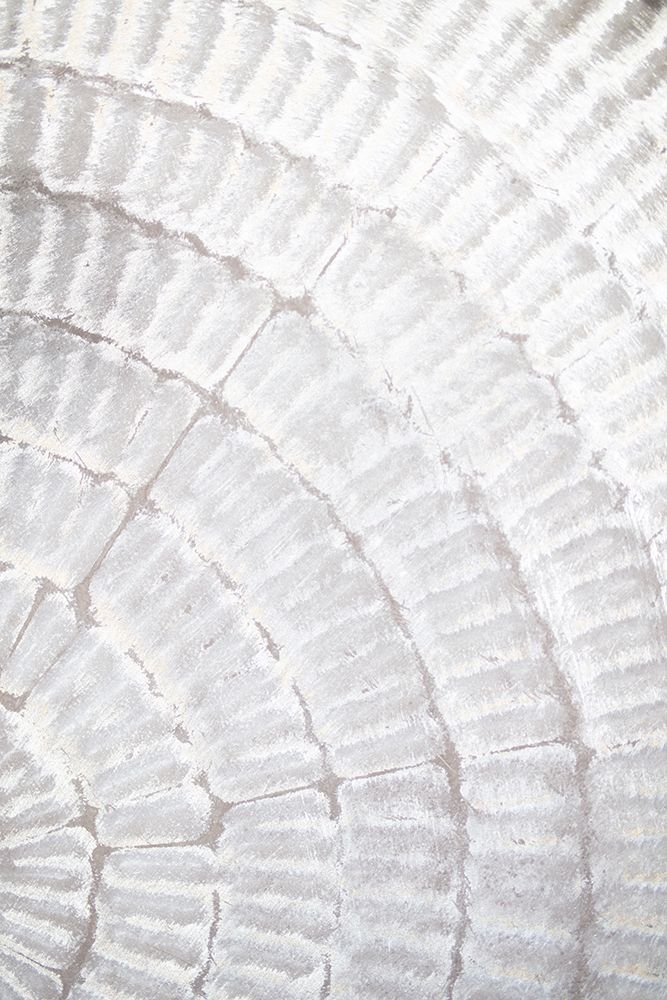 Studio III - Pattern Plate I art print by Studio III for $57.95 CAD