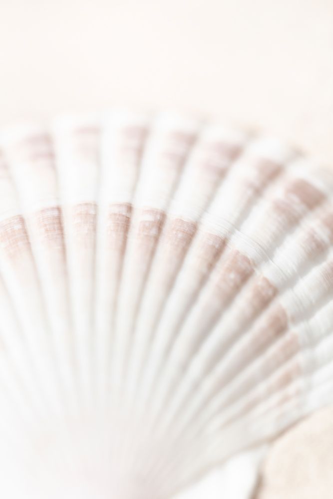 Studio III - Shell art print by Studio III for $57.95 CAD