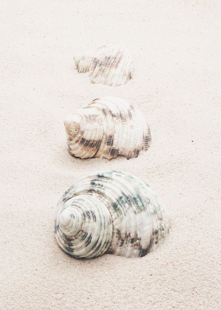 Studio III - Shells art print by Studio III for $57.95 CAD