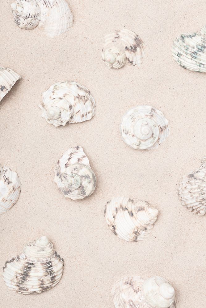 Studio III - Shells II art print by Studio III for $57.95 CAD