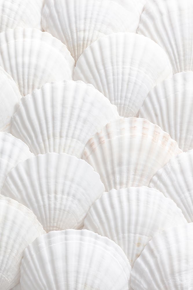 Studio III - Shells III art print by Studio III for $57.95 CAD