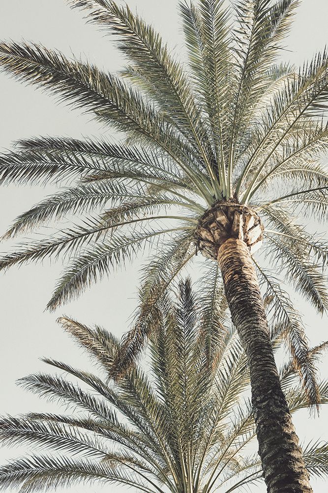 Studio III - Palm 005 art print by Studio III for $57.95 CAD