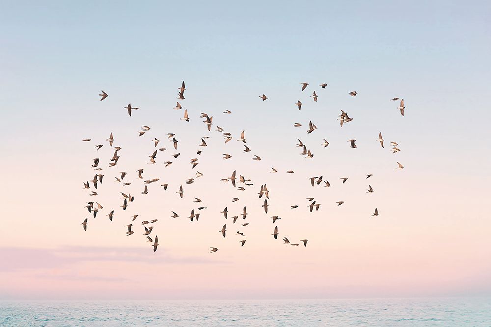 Sunset Flight art print by Pienaar for $57.95 CAD