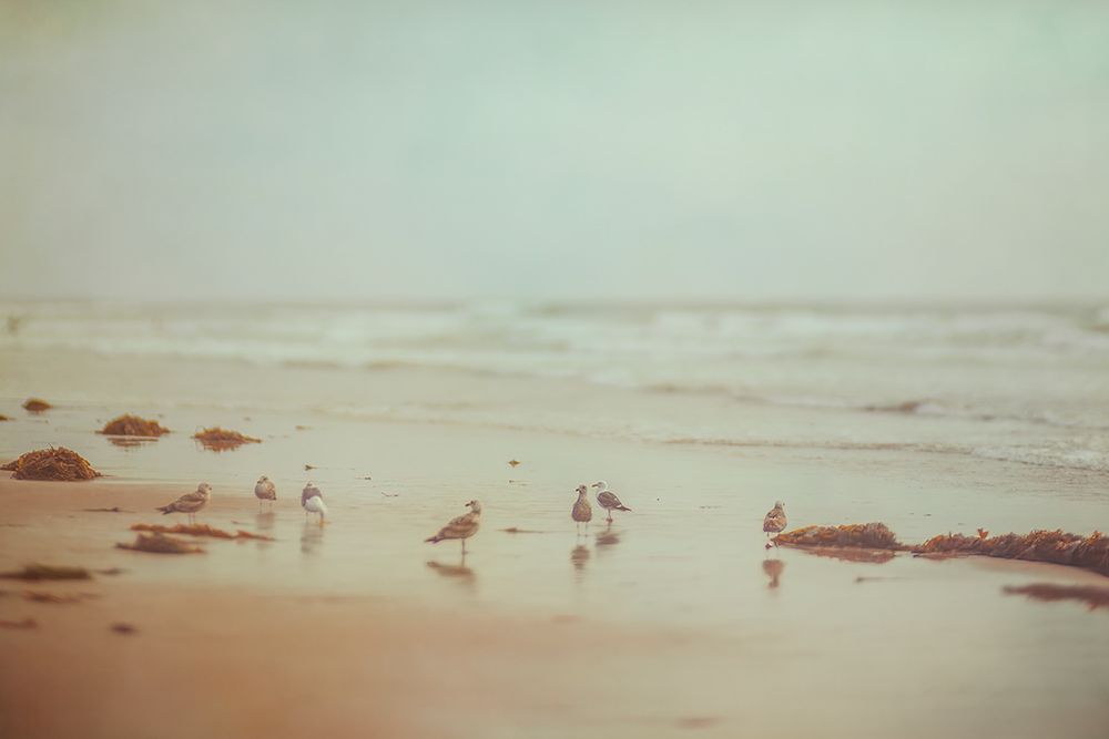Gulls on a Beach art print by Roberta Murray for $57.95 CAD