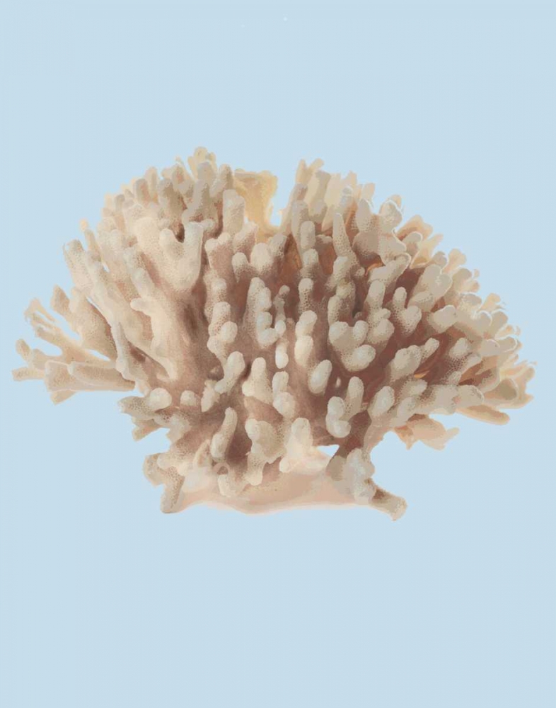 Coral I art print by PI Studio for $57.95 CAD