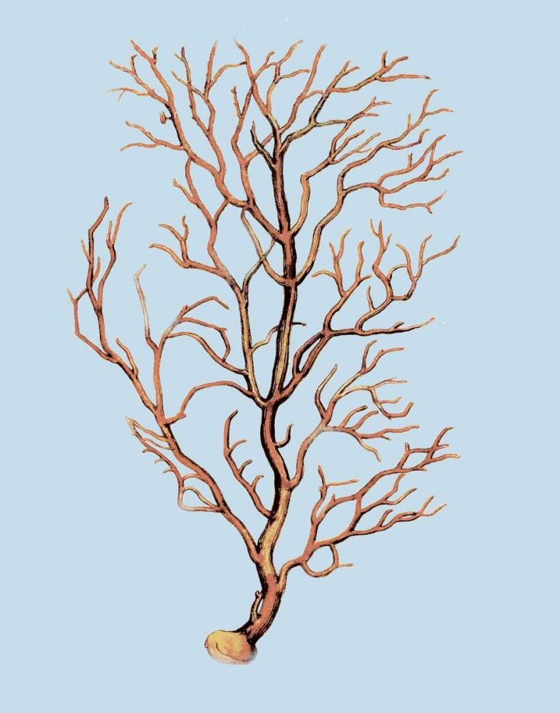 Coral IV art print by PI Studio for $57.95 CAD