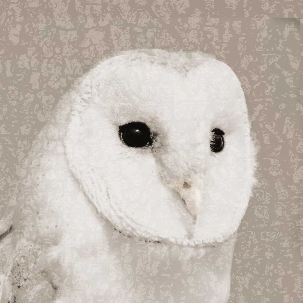 Feathered II art print by PI Studio for $57.95 CAD