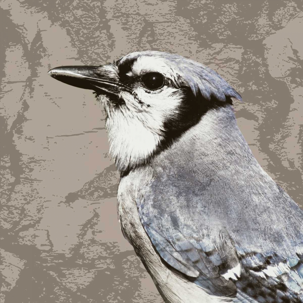 Feathered III art print by PI Studio for $57.95 CAD