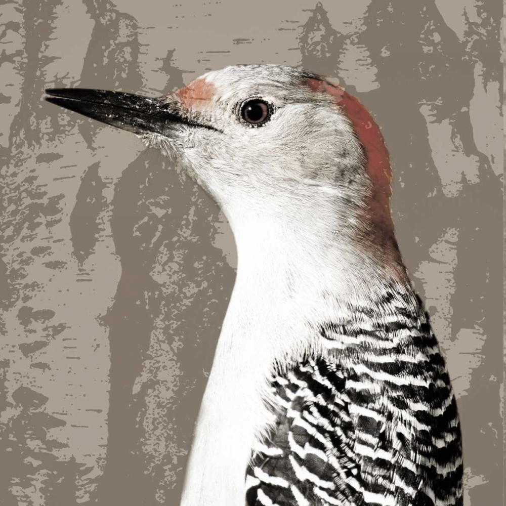 Feathered IV art print by PI Studio for $57.95 CAD