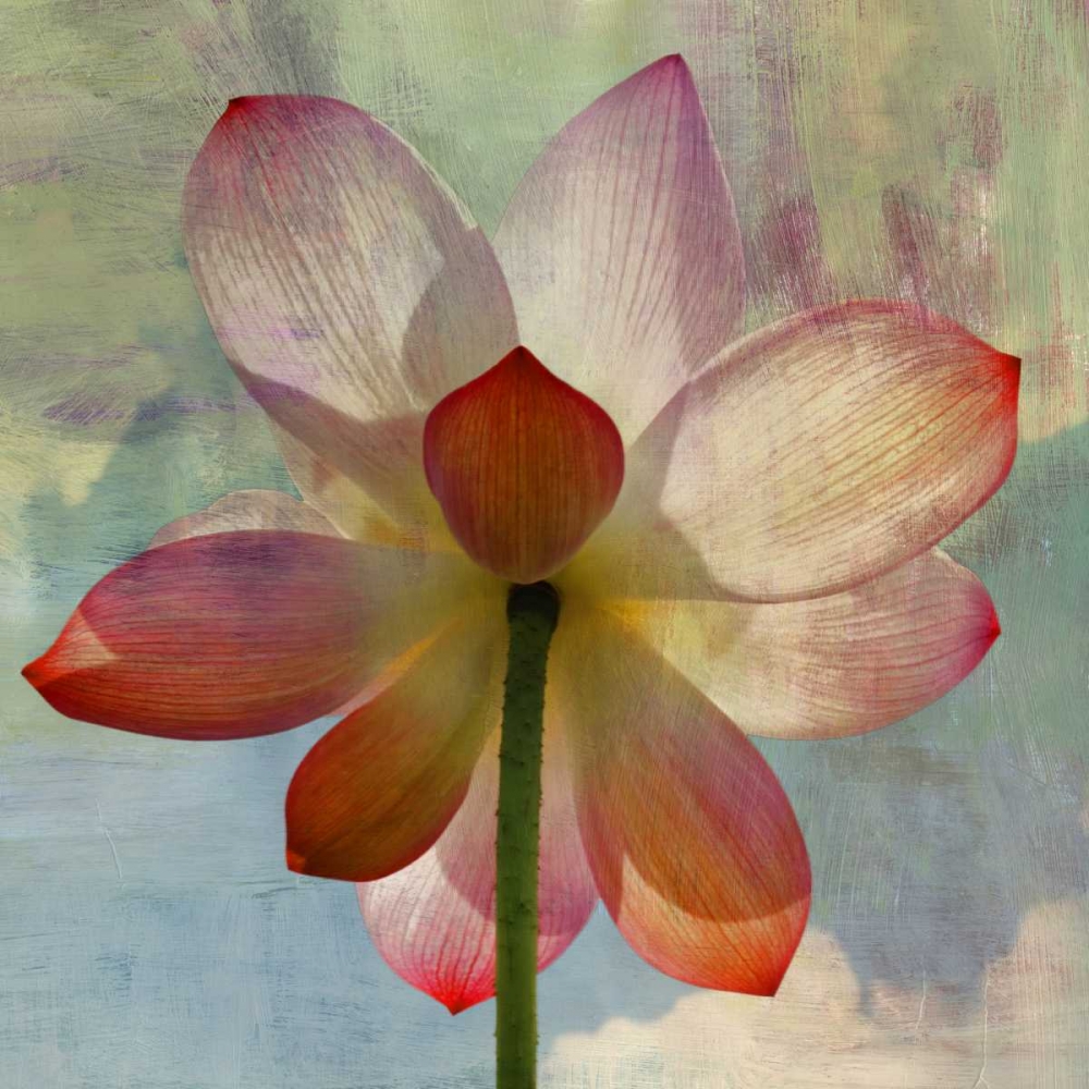 LOVELY LILY II art print by PI Studio for $57.95 CAD