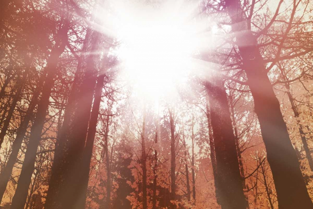 Sun Dance art print by PI Studio for $57.95 CAD
