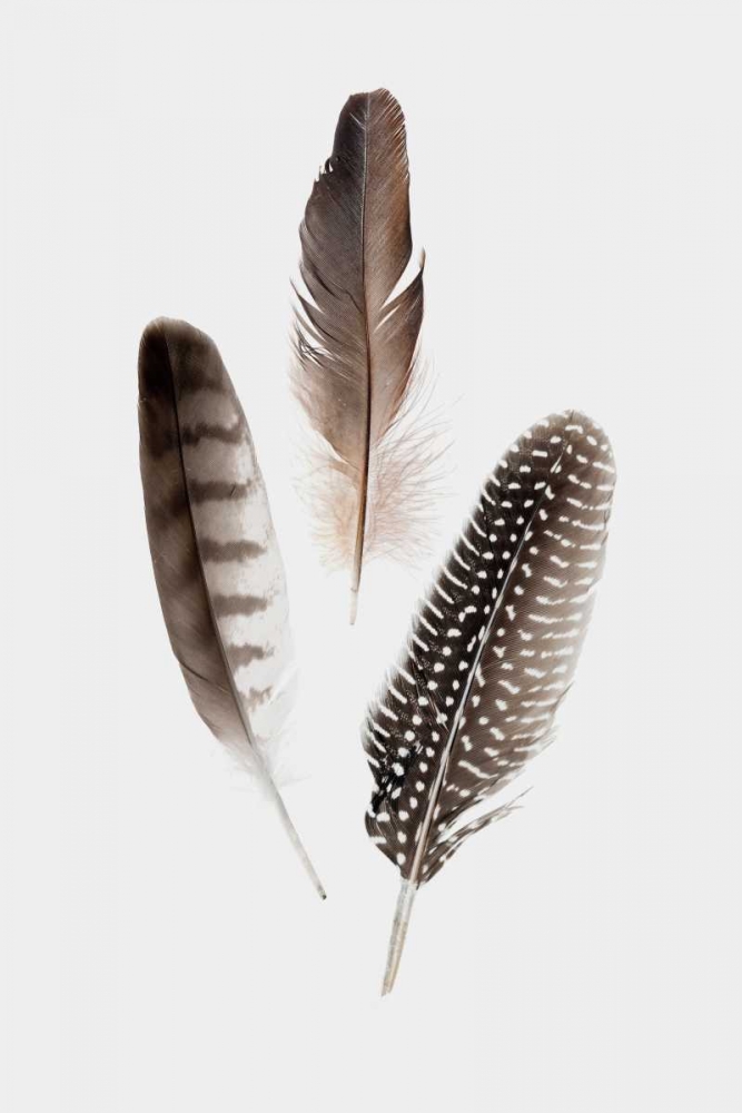 Feathers I art print by PI Studio for $57.95 CAD