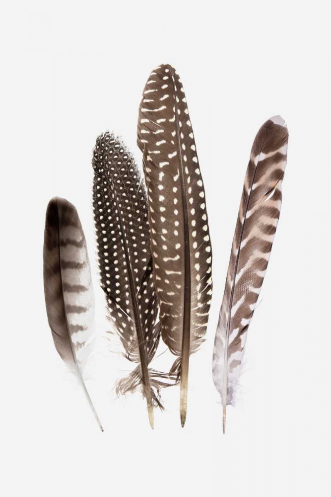 Feathers II art print by PI Studio for $57.95 CAD