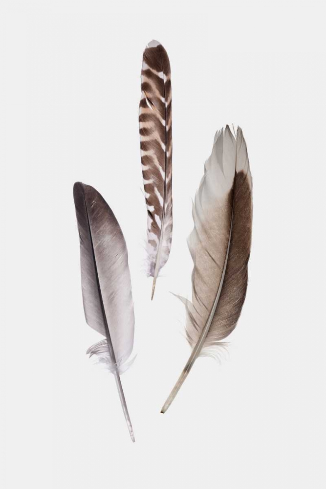 Feathers III art print by PI Studio for $57.95 CAD