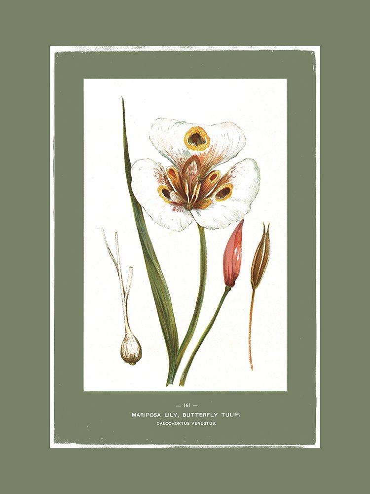 Green Botanics I art print by PI Studio for $57.95 CAD