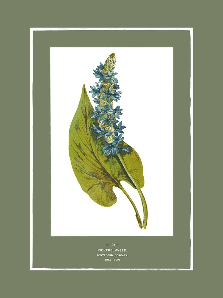 Green Botanics II art print by PI Studio for $57.95 CAD
