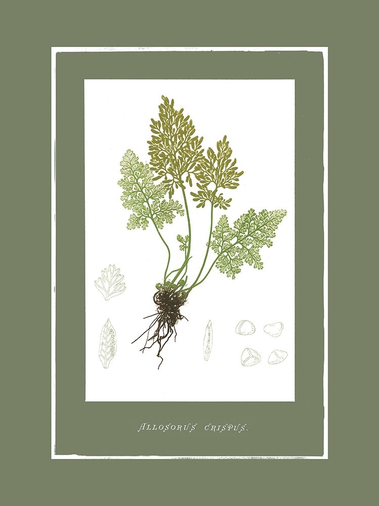 Green Botanics III art print by PI Studio for $57.95 CAD