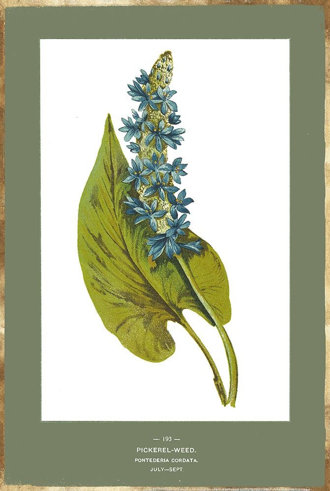 Green Botanics V art print by PI Studio for $57.95 CAD