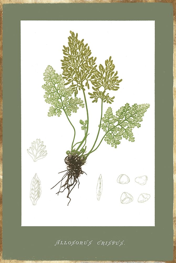 Botanical Garden IV art print by PI Studio for $57.95 CAD