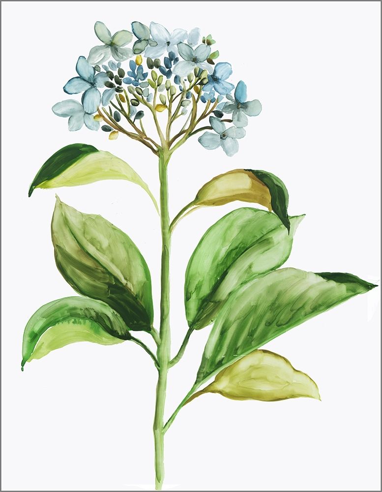 Little Hydrangea art print by Pi Studio for $57.95 CAD
