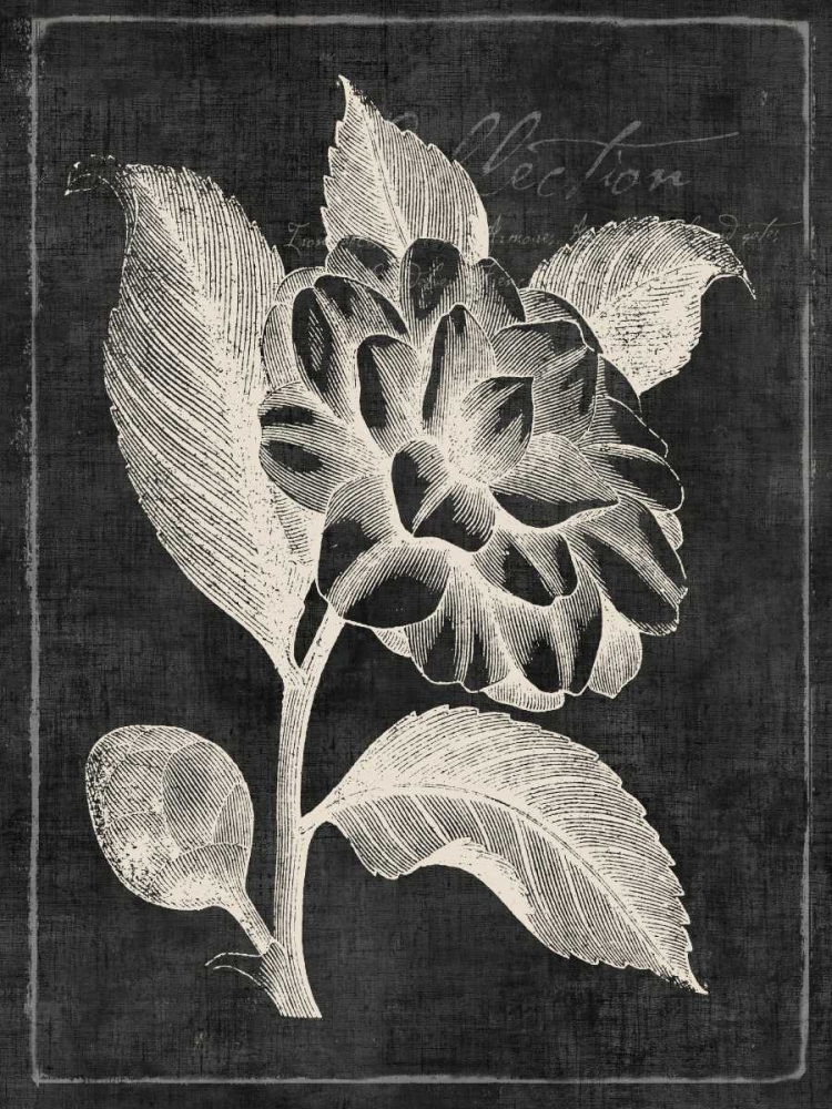 Black Botanical II art print by PI Galerie for $57.95 CAD