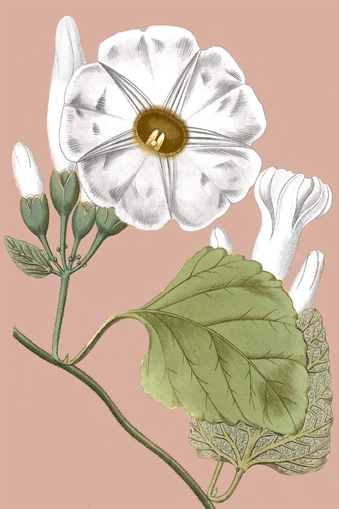 Sweet White Blooms II art print by PI Studio for $57.95 CAD