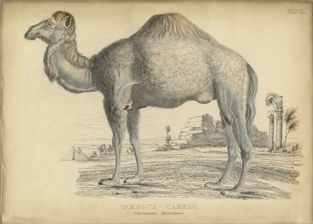 Camel Bactarnian art print by PI Collection for $57.95 CAD