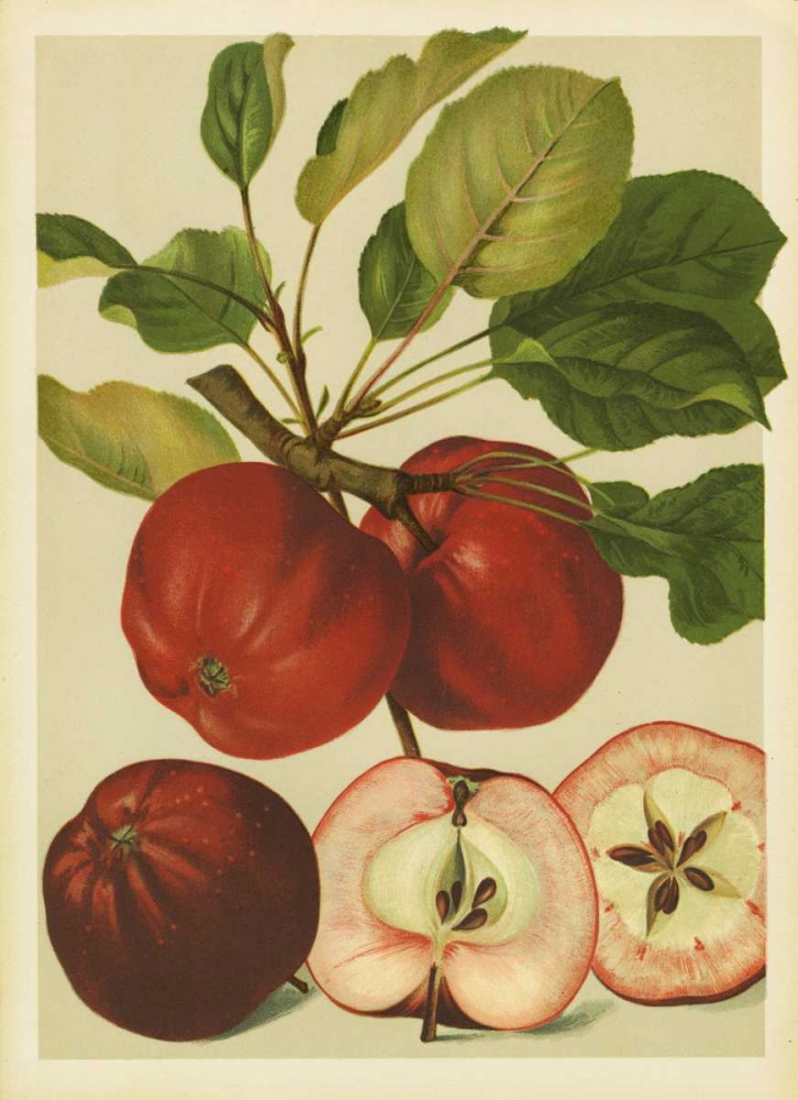 Red Veli Apples II art print by PI Collection for $57.95 CAD