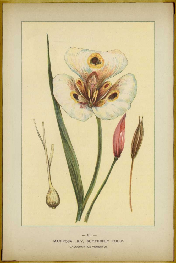 Mariposalily art print by PI Collection for $57.95 CAD