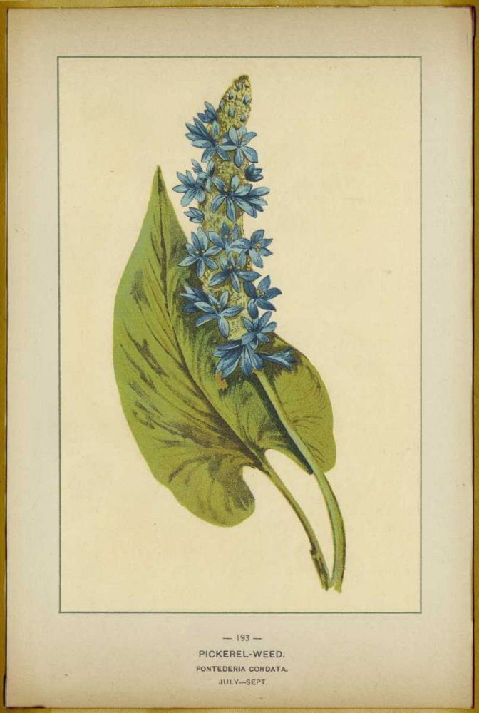 Pickerel Weed art print by PI Collection for $57.95 CAD