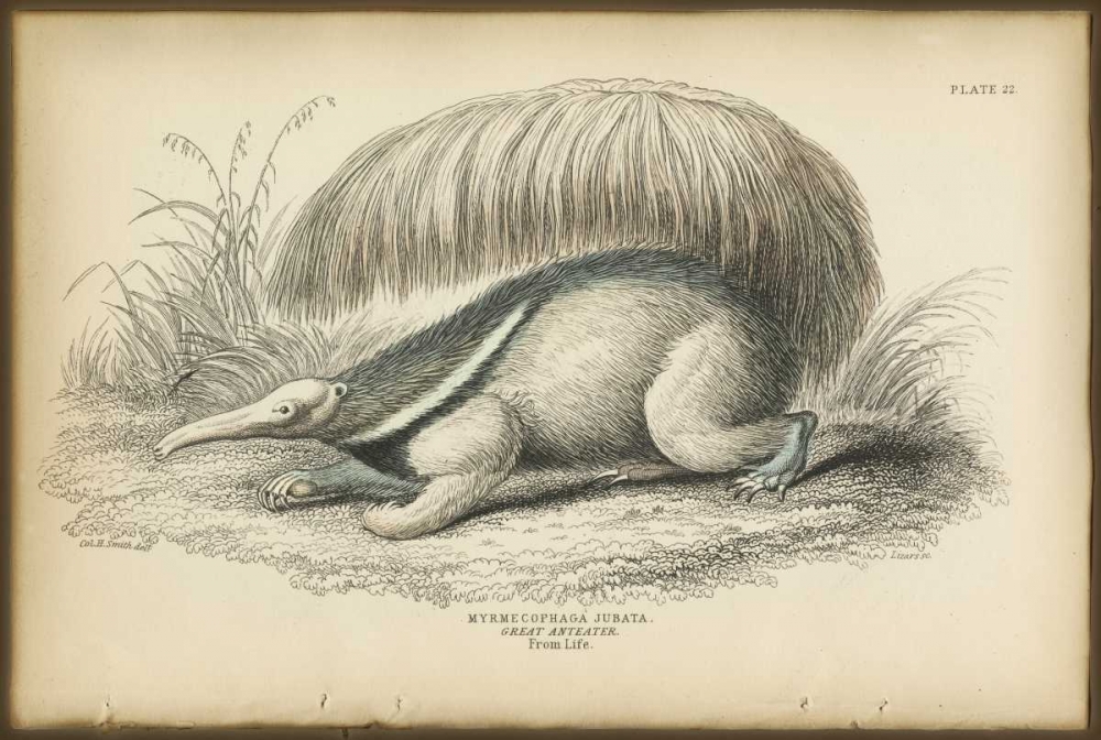Great Anteater art print by PI Collection for $57.95 CAD