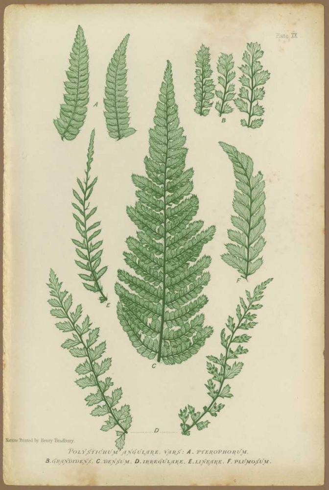 Polystichum art print by PI Collection for $57.95 CAD