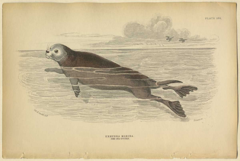 Sea Otter art print by PI Collection for $57.95 CAD